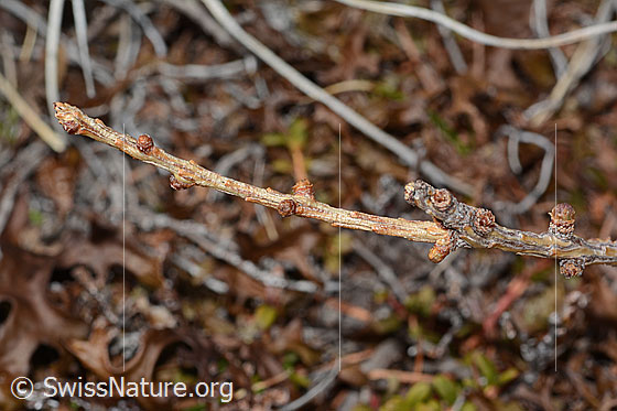 Foto: Europäische Lärche (Larix decidua). Ästchen. Noch ohne Nadeln.