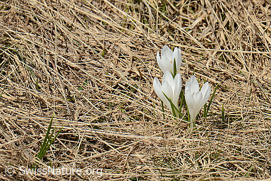 Photo: Crocus albiflorus. Whole plant (habiti). Blossoms white and open.
