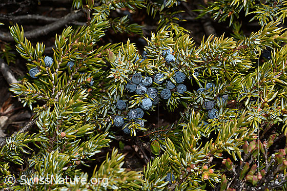 Foto: Alpen-Wacholder (Juniperus communis ssp. saxatilis). Ast mit reifen Beeren.