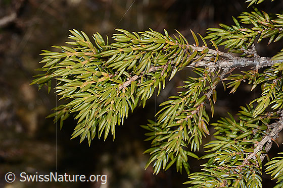 Foto: Alpen-Wacholder (Juniperus communis ssp. saxatilis). Ästchen mit Nadeln.