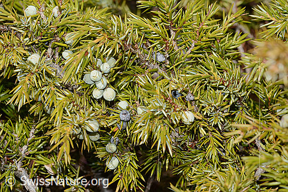 Foto: Alpen-Wacholder (Juniperus communis ssp. saxatilis). Ästchen mit viel Nadeln und Beeren.