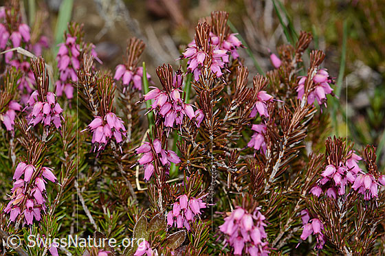 Foto: Erika (Erica carnea). Blüten und Ästchen.