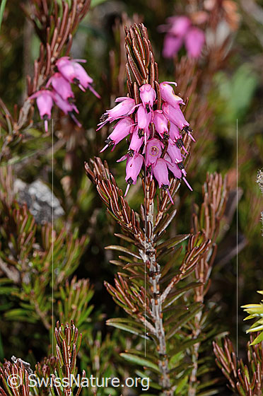 Foto: Erika (Erica carnea). Blüten und Ästchen.