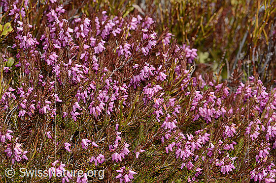 Foto: Erika (Erica carnea). Ganze Pflanze (Habitus).