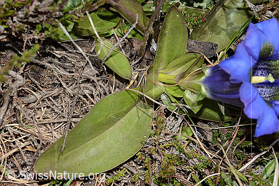 Photo: Gentiana acualis. Rosette leaf.