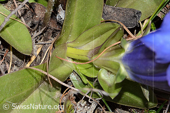 Photo: Gentiana acualis. Rosette leaves, stem and calyx.