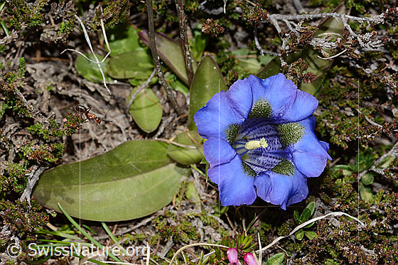 Foto: Kochscher Enzian (Gentiana acualis). Ganze Pflanze (Habitus). Ansicht von oben.