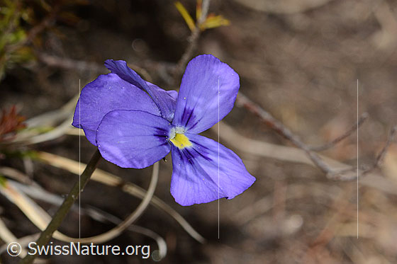 Foto: Langsporniges Stiefmütterchen (Viola calcarata). Blüte. Ansicht von vorne.