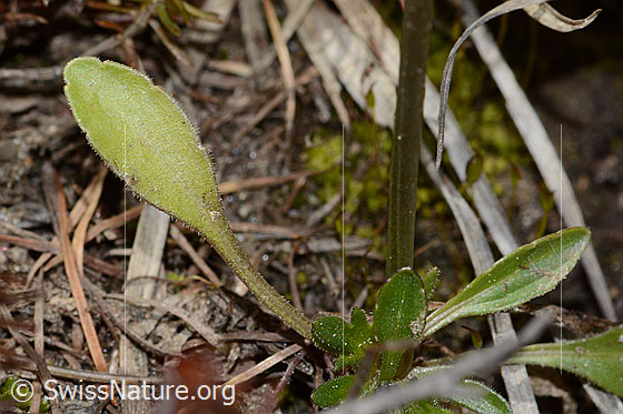 Foto: Langsporniges Stiefmütterchen (Viola calcarata). Blätter und Stängel.