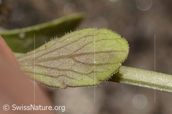 Foto: Langsporniges Stiefmütterchen (Viola calcarata). Blattunterseite.