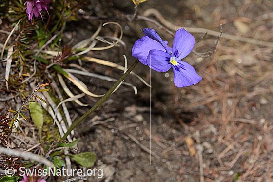 Foto: Langsporniges Stiefmütterchen (Viola calcarata). Ganze Pflanze (Habitus).
