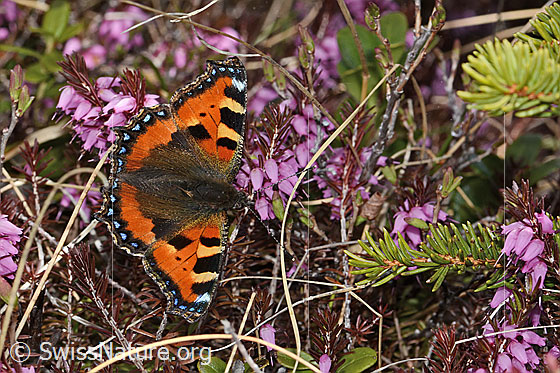 Foto: Kleiner Fuchs (Aglais urticae) auf Erika (Erica carnea). Flügel geöffnet. Ansicht von oben.