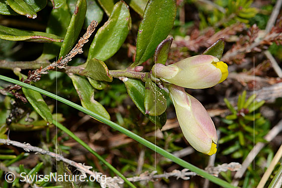 Foto: Buchsblättrige Kreuzblume (Polygala Chamaebuxus). Stängel, Blätter und Blüten von unten.