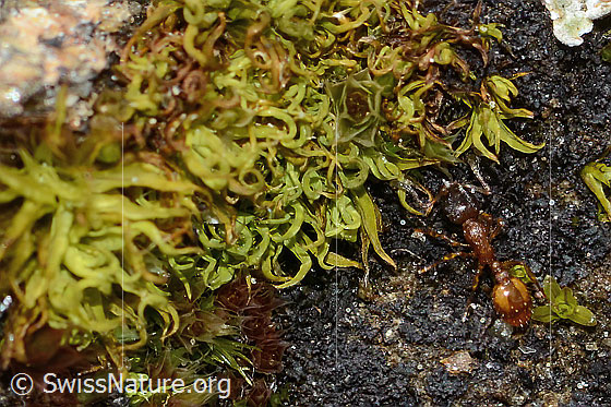 Photo: Probably Temnothorax albipennis. Length 2.5mm. View from above.