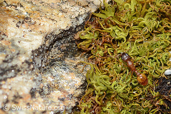 Photo: Probably Temnothorax albipennis. Length 2.5mm. View from above.