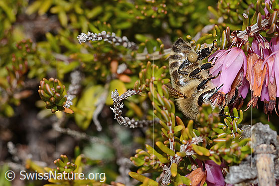 Foto: Honigbiene (Apis mellifera) auf Erika (Erica carnea). Länge 11 - 13mm. Ansicht von vorne.