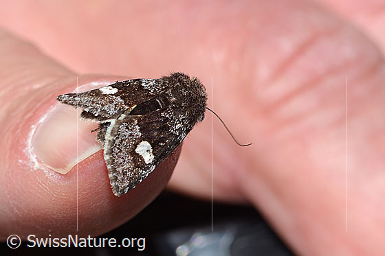 Foto: Wahrscheinlich Moor-Bunteule (Coranarta Cordigera). Flügel geschlossen. Ansicht von hinten oben.