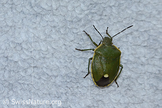 Foto: Wacholderwanze (Chlorochroa juniperina). Länge 11mm. Anicht von oben.