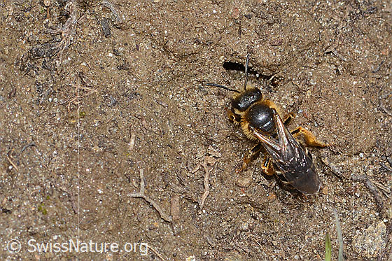 Photo: Halictus rubicundus. Length 10mm. Female. View from above.