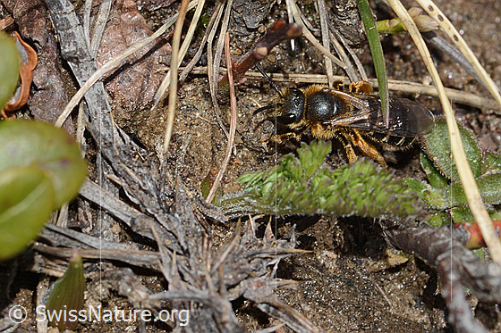 Foto: Rotbeinige Furchenbiene (Halictus rubicundus). Länge 10mm. Weibchen. Ansicht von schräg oben.