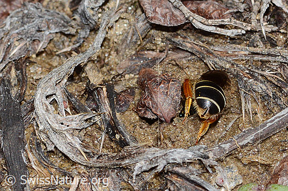 Foto: Rotbeinige Furchenbiene (Halictus rubicundus). Länge 10mm. Weibchen. Ansicht von hinten. Gut zu sehen ist die Furche.