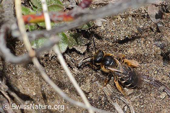 Foto: Rotbeinige Furchenbiene (Halictus rubicundus). Länge 10mm. Weibchen. Ansicht von schräg oben.