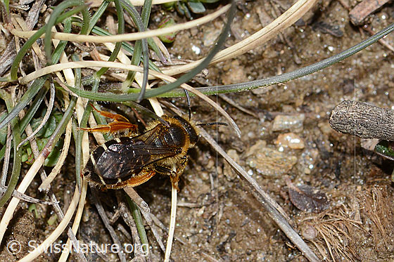 Photo: Halictus rubicundus. Length 10mm. Female. View from behind oben.