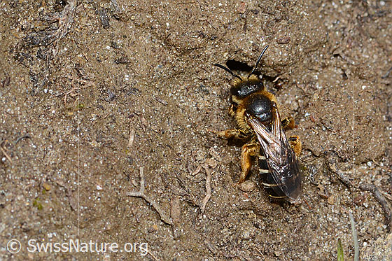 Photo: Halictus rubicundus. Length 10mm. Female. View from diagonally above.