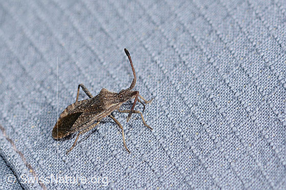 Foto: Coriomeris denticulatus (Randwanze). Länge 9mm. Ansicht von schräg oben.