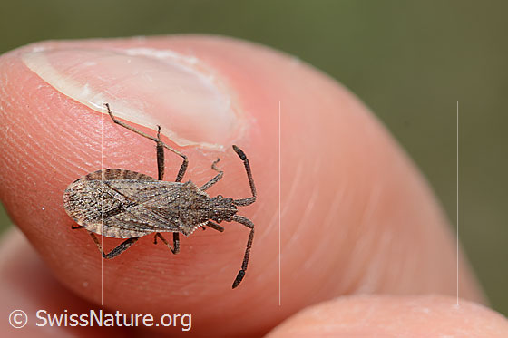 Photo: Coriomeris denticulatus. Length 9mm. View from above.