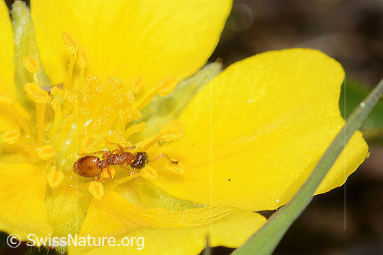 Photo: Probably Temnothorax albipennis on Potentilla pusilla. Length 2.4 - 3mm. View from above.