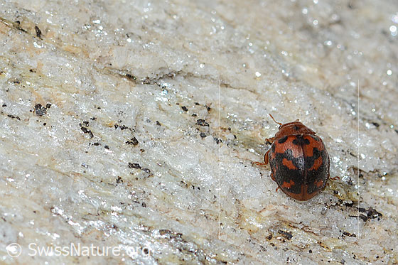 Photo: Subcoccinella vigintiquatuorpunctata. Length 5mm. View from top rear.
