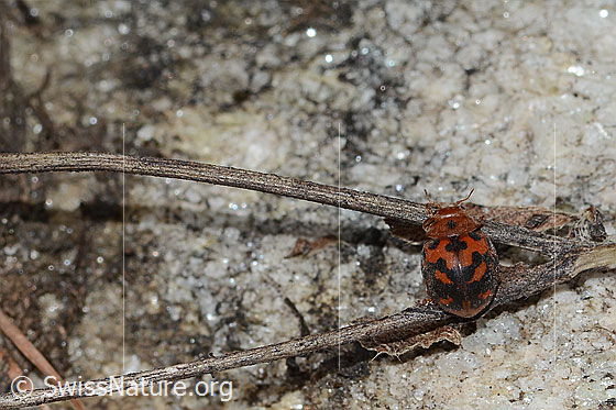 Photo: Subcoccinella vigintiquatuorpunctata. Length 5mm. View from above.