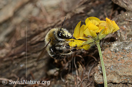 Foto: Gebänderte Pelzbiene (Anthophora aestivalis) an Schopfigem Hufeisenklee (Hippocrepis comosa). Länge 15mm. Männchen. Die Biene saugt mit ihrem langen Rüssel Nektar. Ansicht von schräg vorne.