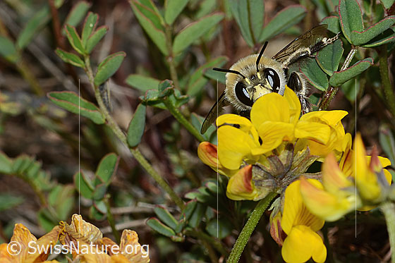 Photo: Anthophora aestivalis on Hippocrepis comosa. Length 15mm. Male. View from the front.