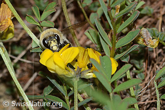 Photo: Anthophora aestivalis on Hippocrepis comosa. Length 15mm. Male. View from the front.