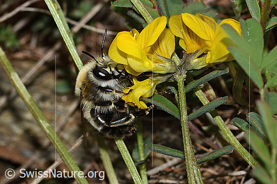 Foto: Gebänderte Pelzbiene (Anthophora aestivalis) an Schopfigem Hufeisenklee (Hippocrepis comosa). Länge 15mm. Männchen. Ansicht von der Seite.