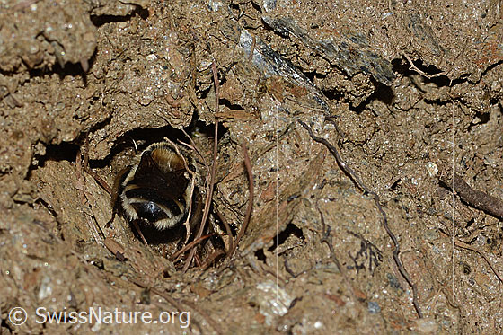 Foto: Gebänderte Pelzbiene (Anthophora aestivalis). Länge 14mm. Weibchen. Ansicht von hinten. Die Biene arbeitet am Eingang einer Bruthöhle.