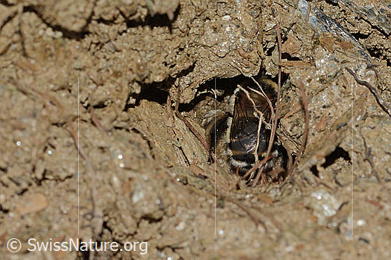 Foto: Gebänderte Pelzbiene (Anthophora aestivalis). Länge 14mm. Weibchen. Ansicht von hinten. Die Biene arbeitet am Eingang einer Bruthöhle.