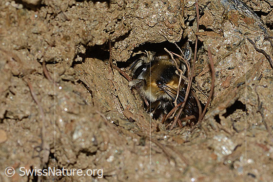 Foto: Gebänderte Pelzbiene (Anthophora aestivalis). Länge 14mm. Weibchen. Ansicht von der Seite. Die Biene arbeitet am Eingang einer Bruthöhle.