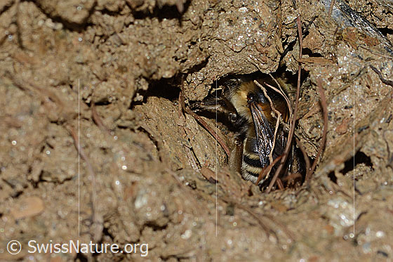Foto: Gebänderte Pelzbiene (Anthophora aestivalis). Länge 14mm. Weibchen. Ansicht von schräg hinten. Die Biene arbeitet am Eingang einer Bruthöhle.
