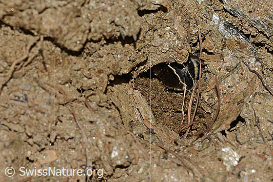 Foto: Gebänderte Pelzbiene (Anthophora aestivalis). Eingang einer Bruthöhle.