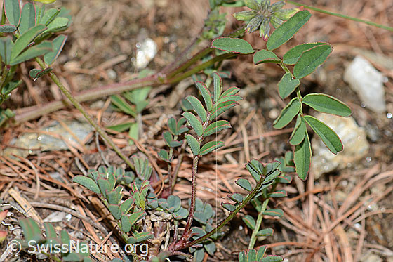 Foto: Schopfiger Hufeisenklee (Hippocrepis comosa). Blätter und Stängel.