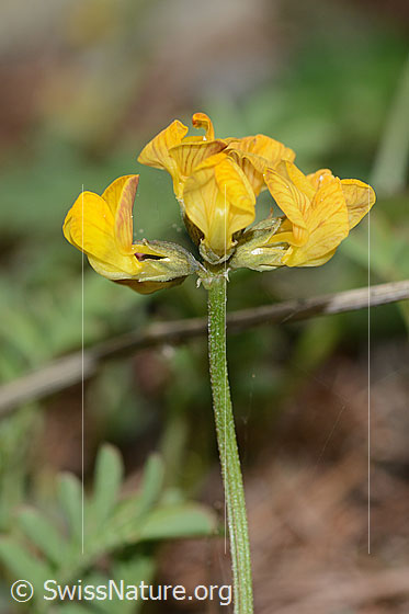 Foto: Schopfiger Hufeisenklee (Hippocrepis comosa). Blütenstand und Stängel. Ansicht von der Seite.