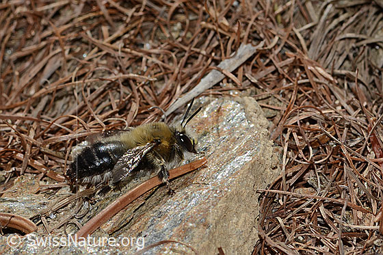 Foto: Gebänderte Pelzbiene (Anthophora aestivalis). Länge 15mm. Männchen. Ansicht von der Seite.