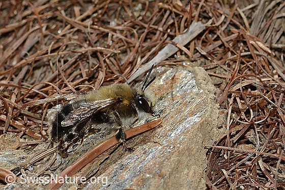 Foto: Gebänderte Pelzbiene (Anthophora aestivalis). Länge 15mm. Männchen. Ansicht von der Seite.