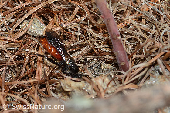 Foto: Wahrscheinlich Gewöhnliche Blutbiene (Sphecodes ephippius). Länge 9mm. Ansicht von der Seite.