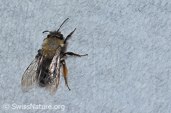 Foto: Erzfarbene Düstersandbiene (Andrena nigroaenea). Länge 14mm. Weibchen. Ansicht von oben.
