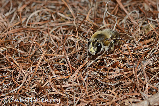 Foto: Gebänderte Pelzbiene (Anthophora aestivalis). Länge 15mm. Männchen. Ansicht von schräg vorne.