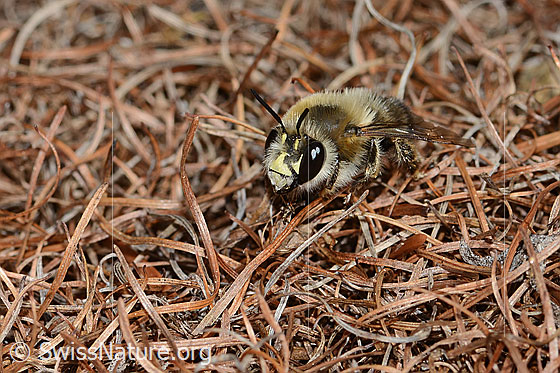 Foto: Gebänderte Pelzbiene (Anthophora aestivalis). Länge 15mm. Männchen. Ansicht von schräg vorne.